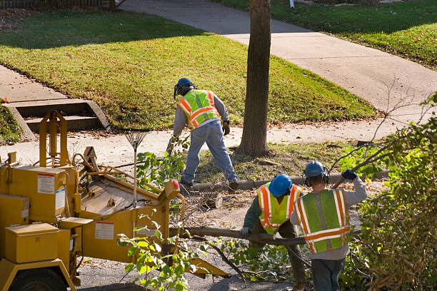 Best Local Tree Services  in Coopersville, MI